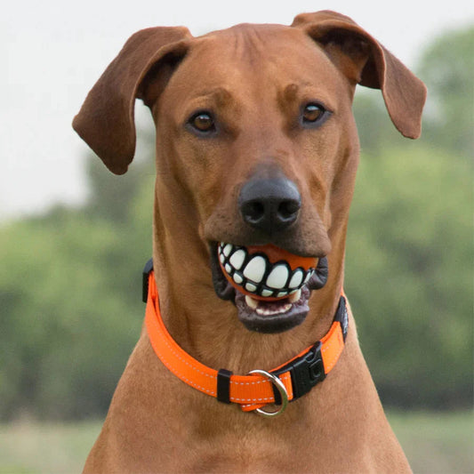 All Smiles Dog Ball™